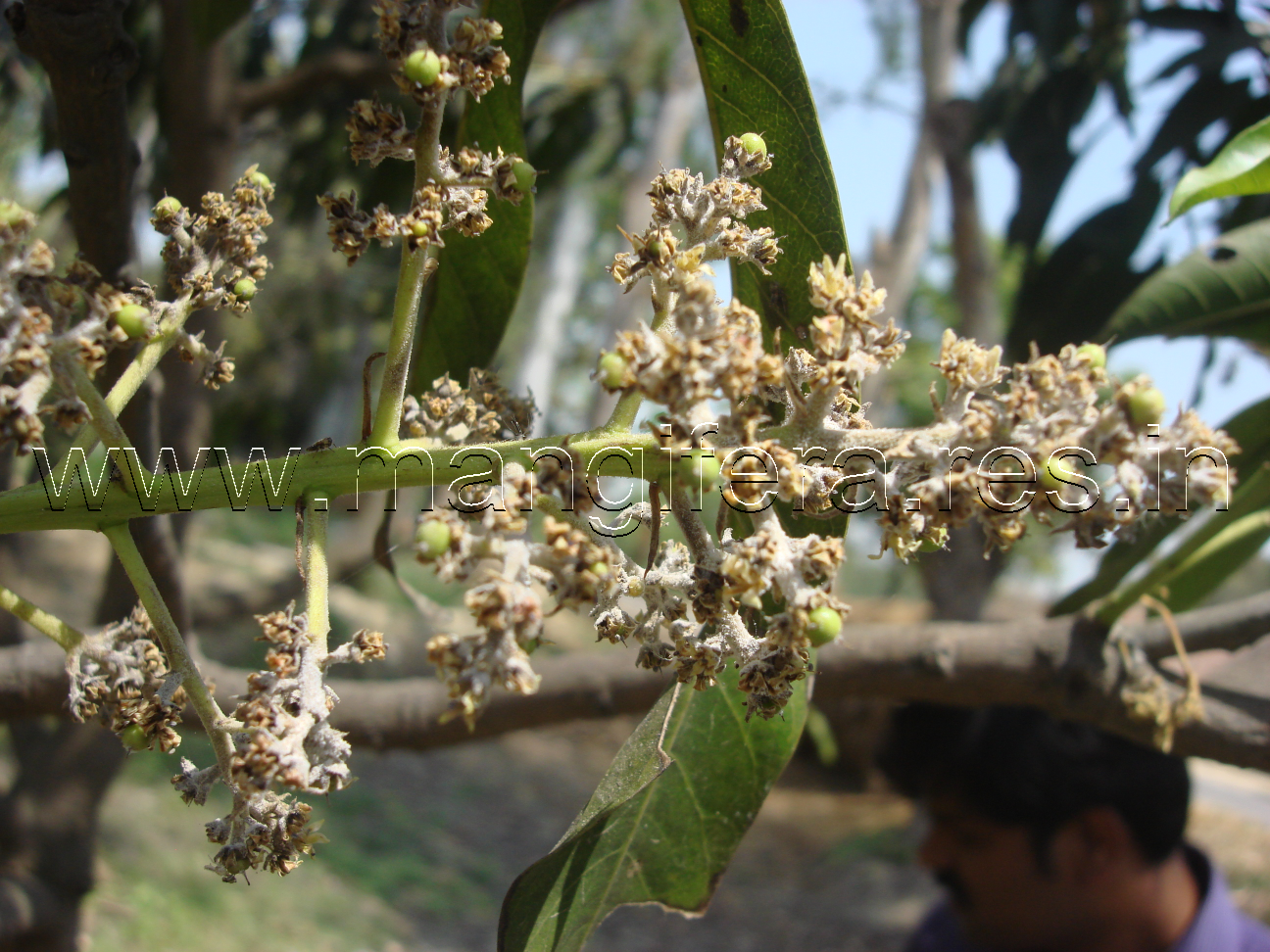 Powdery Mildew